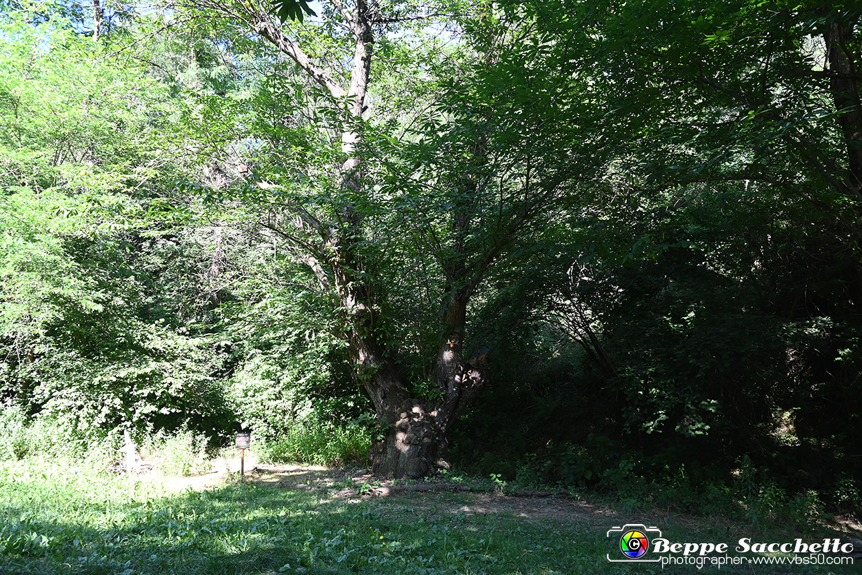 VBS_4820 - Il bosco fatato - Montaldo Roero.jpg